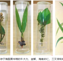 海南周刊｜踏遍青山识黎药