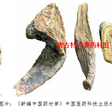大黄各品简介