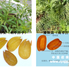 葶苈子也有南北之分