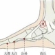 足太阴腧穴●商丘 (足太阴脾经经穴)