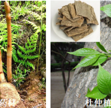 诗词中的四川道地药材及川药赏析