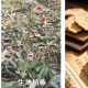 熟地黄：冬日滋养阴血的“宝藏药”