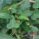 白首乌的种植管理技术