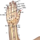 小儿推拿常用穴位●上肢部穴位●脾经