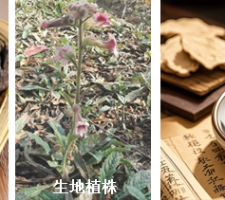 熟地黄：冬日滋养阴血的“宝藏药”