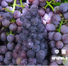 葡萄这种水果是补气血的好食材，秋天要多吃