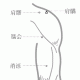 十二经脉·手少阳三焦经（共23穴之后16穴）