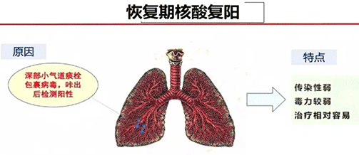 新冠肺炎中药治疗肺叶图.png