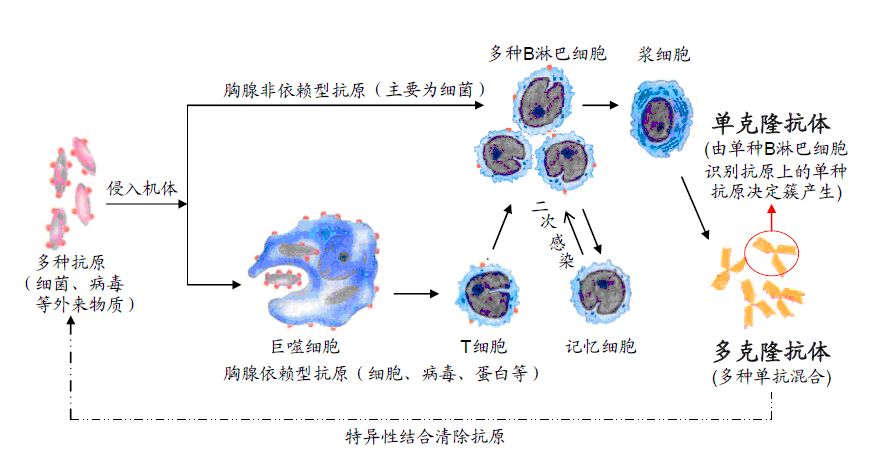 新冠肺炎 抗体疗法  启疾光http://bbs.zyqjg.com/forum.php?mod=post&action=edit&fid=75&tid=606&pid=1423 ...