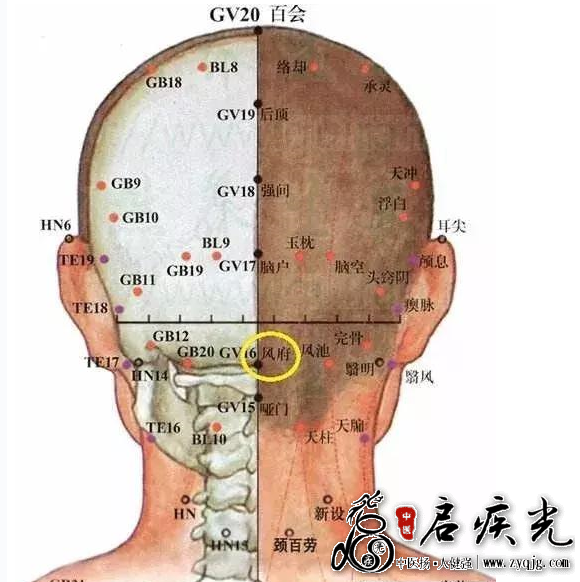 头后和颈部穴位