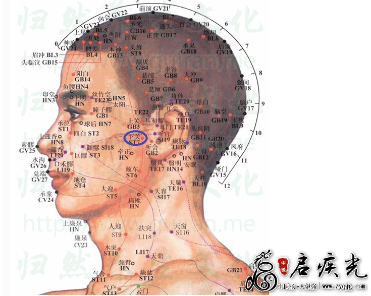 头侧部、前部和耳部穴位