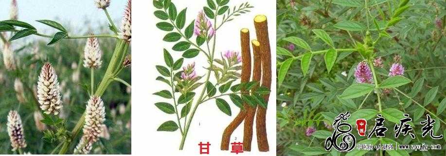 甘草.jpg