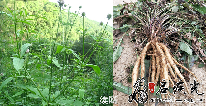 续断.png