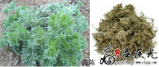 茵陈.png