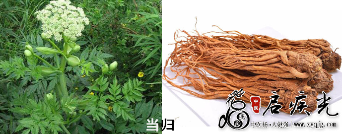 当归