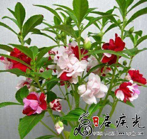 凤仙花.jpg
