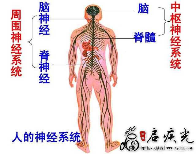 神经系统