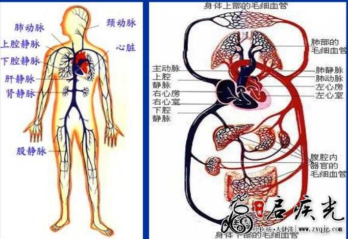 血液循环系统