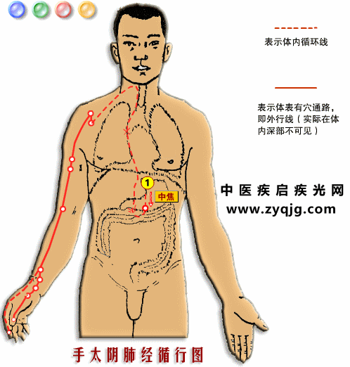 手太阴肺经2.gif