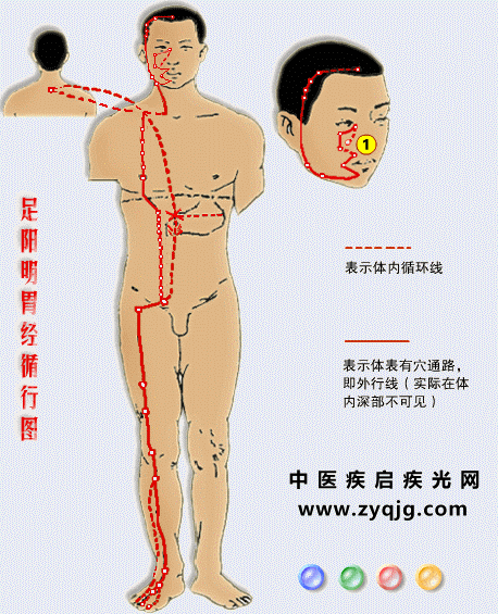 足阳明胃经2.gif