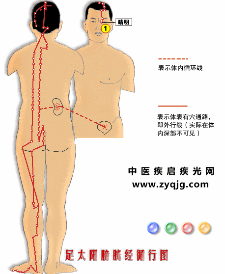 足太阳膀胱经2.gif