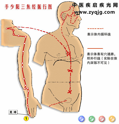 手少阳三焦经2.gif