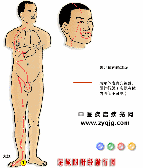 足厥阴肝经2.gif