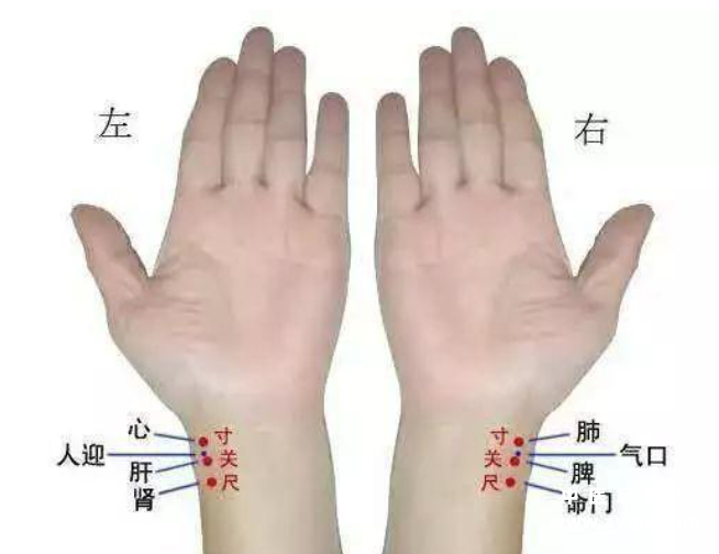 寸关尺