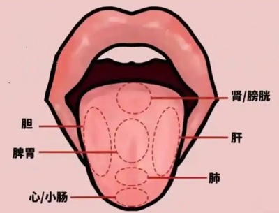 舌头