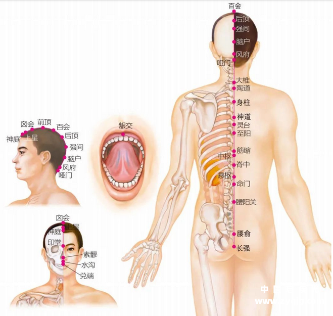 督脉各穴位正侧面图.png