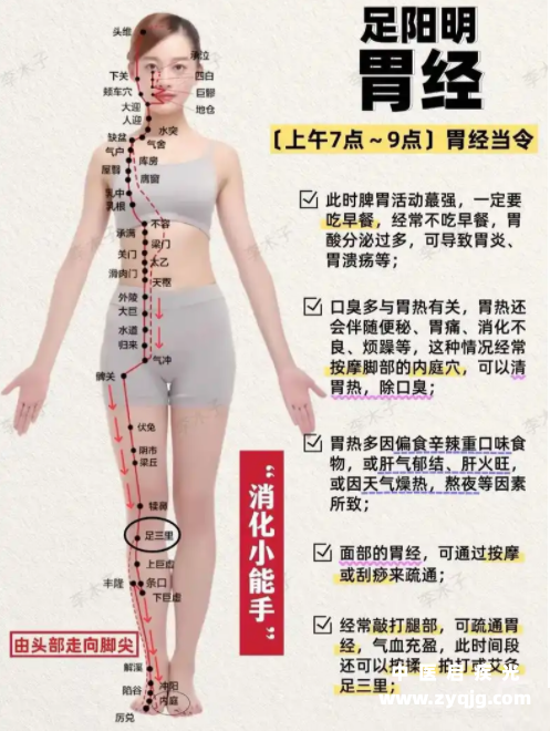 女性足阳明胃经巡行图.png