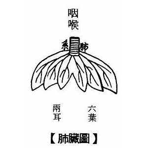 手太阴肺经穴主治 手太阴肺经穴歌