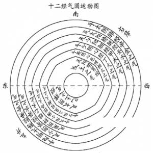 十二经圆运动图