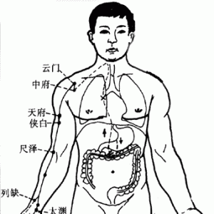 十二经脉·手太阴肺经（共11穴）