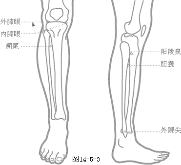 奇穴下肢穴