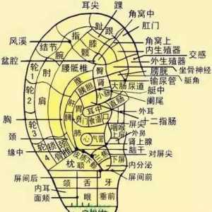 耳与脏腑经络的关系