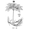 人参