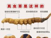 冬虫夏草的鉴别方法