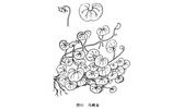 马蹄金