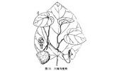 大叶青木香