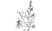 大叶藜