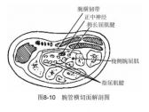 筋伤·腕部筋伤·腕管综合征