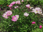 芍药诗词咏集