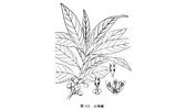 山苍子