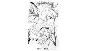 山花生