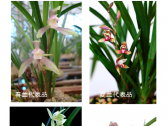 园林三宝之“国香”“幽客”兰花诗词歌赋话蕙心兰质