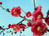 岁寒三友之“暗香”“寒客”梅花诗词享花魁煮酒