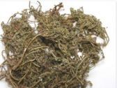 鹅不食草(别名：鸡肠草、鹅不食、地芫荽、沙飞草、地胡椒、三节剑、球子草、二郎戟、  ...