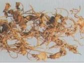 杜衡（别名：蘅薇香，土卤，楚蘅，杜蘅，马蹄香，蘹香，杜衡葵，土细辛，钹儿草，杜葵 ...