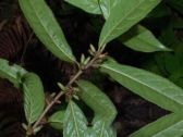 羊舌树(别名:狗舌头叶)
